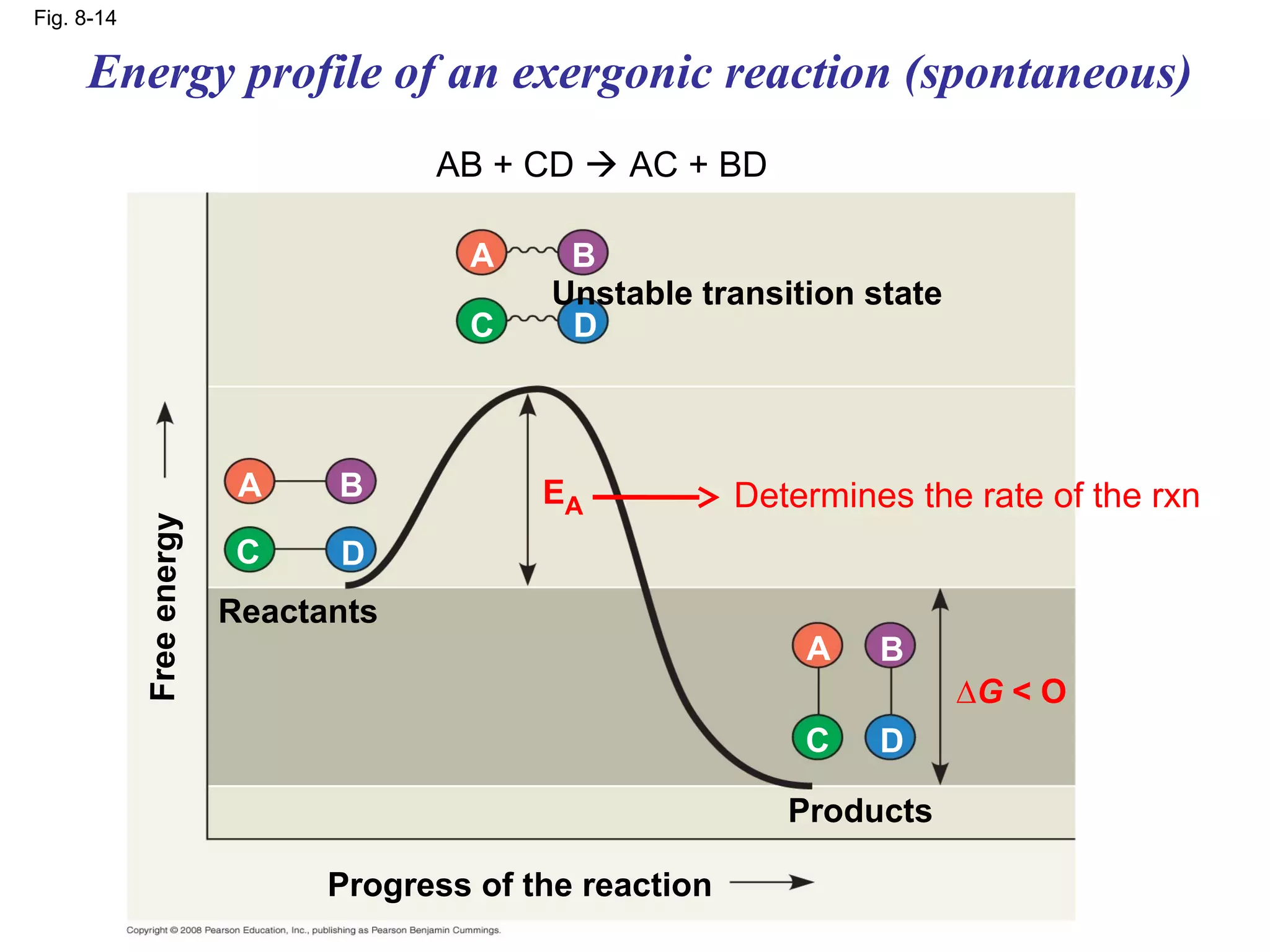 Fig. 8-14

     Energy profile of an exergonic reaction (spontaneous)
                                      AB + CD  AC + BD

                                        A     B
                                             Unstable transition state
                                        C     D



                           A    B            EA            Determines the rate of the rxn
            Free energy




                           C    D
                          Reactants
                                                               A    B
                                                                         ∆G < O
                                                               C    D

                                                              Products

                                Progress of the reaction
 