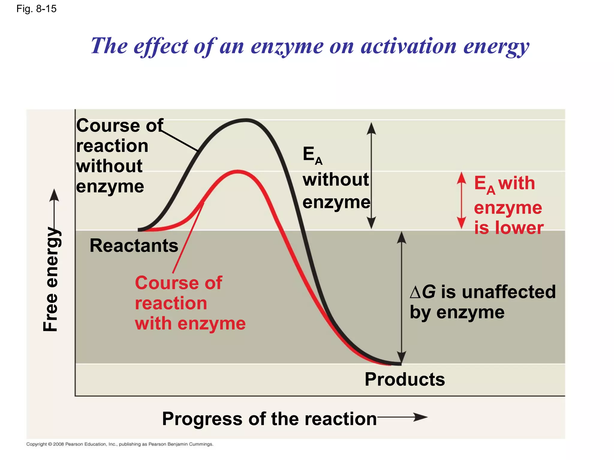 Fig. 8-15



                    The effect of an enzyme on activation energy


                   Course of
                   reaction               EA
                   without
                   enzyme                 without            EA with
                                          enzyme             enzyme
                                                             is lower
     Free energy




                    Reactants
                         Course of                    ∆G is unaffected
                         reaction                     by enzyme
                         with enzyme

                                                 Products

                           Progress of the reaction
 