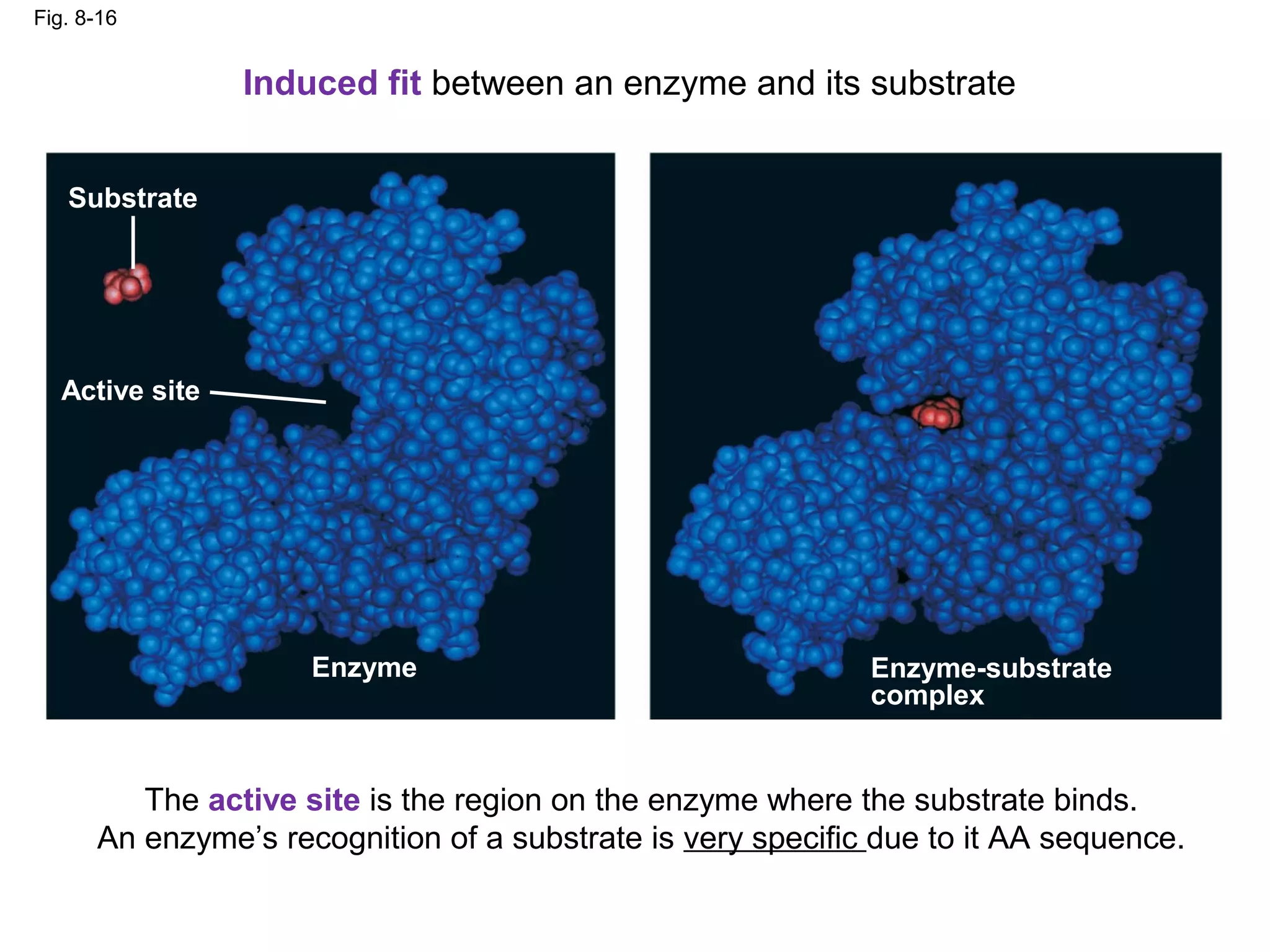 Fig. 8-16


                Induced fit between an enzyme and its substrate


   Substrate




  Active site




                     Enzyme                                  Enzyme-substrate
                                                             complex


         The active site is the region on the enzyme where the substrate binds.
      An enzyme’s recognition of a substrate is very specific due to it AA sequence.
 