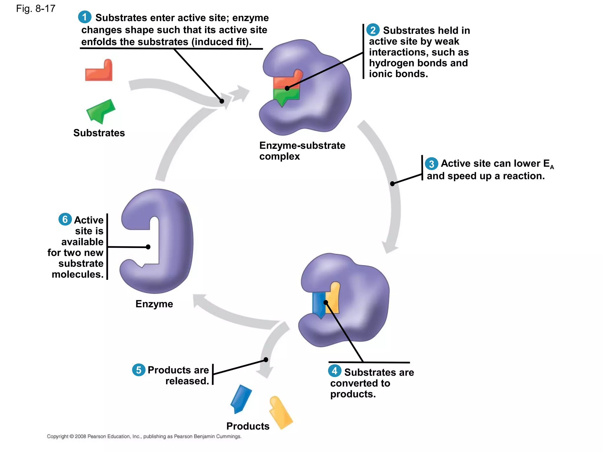 Fig. 8-17
              1 Substrates enter active site; enzyme
              changes shape such that its active site                 2 Substrates held in
              enfolds the substrates (induced fit).                   active site by weak
                                                                      interactions, such as
                                                                      hydrogen bonds and
                                                                      ionic bonds.




            Substrates
                                                  Enzyme-substrate
                                                  complex
                                                                                  3 Active site can lower EA
                                                                                  and speed up a reaction.



          6 Active
             site is
          available
       for two new
         substrate
        molecules.

                         Enzyme




                         5 Products are                        4 Substrates are
                              released.                        converted to
                                                               products.


                                            Products
 