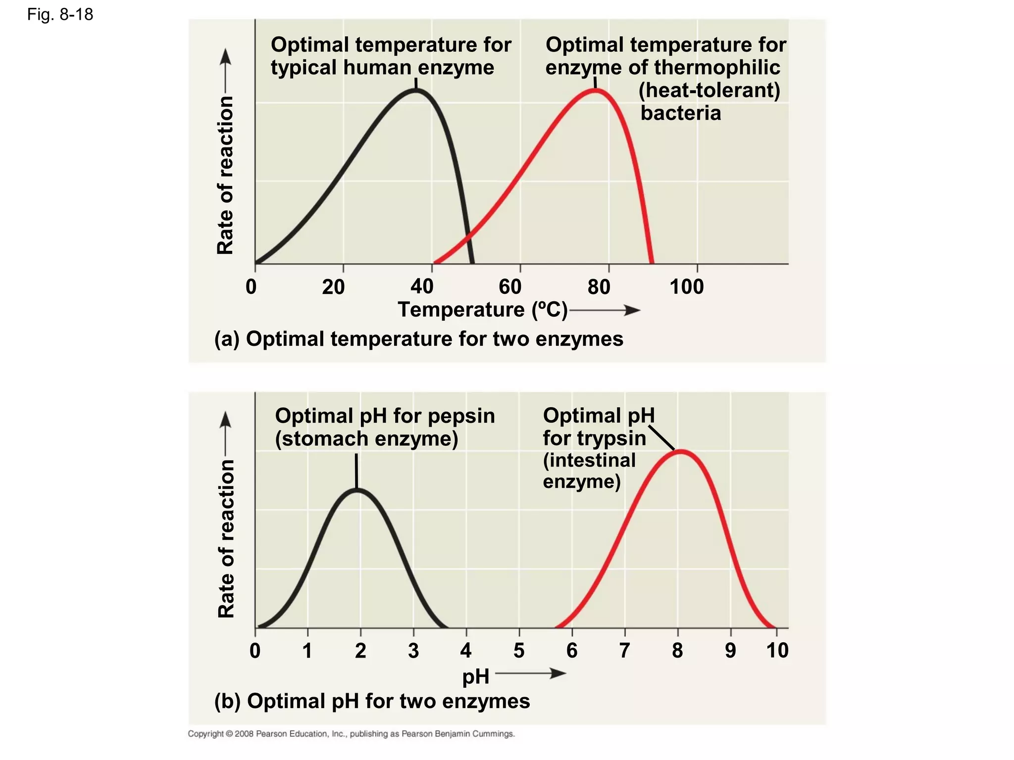 Fig. 8-18
                                   Optimal temperature for   Optimal temperature for
                                   typical human enzyme      enzyme of thermophilic
                                                                      (heat-tolerant)




            Rate of reaction
                                                                      bacteria




                               40
                               0         60
                                         20     80                         100
                              Temperature (ºC)
            (a) Optimal temperature for two enzymes


                                   Optimal pH for pepsin     Optimal pH
                                   (stomach enzyme)          for trypsin
                                                             (intestinal
            Rate of reaction




                                                             enzyme)




                               0    41  5     2   3            6     7     8     9   10
                                     pH
            (b) Optimal pH for two enzymes
 