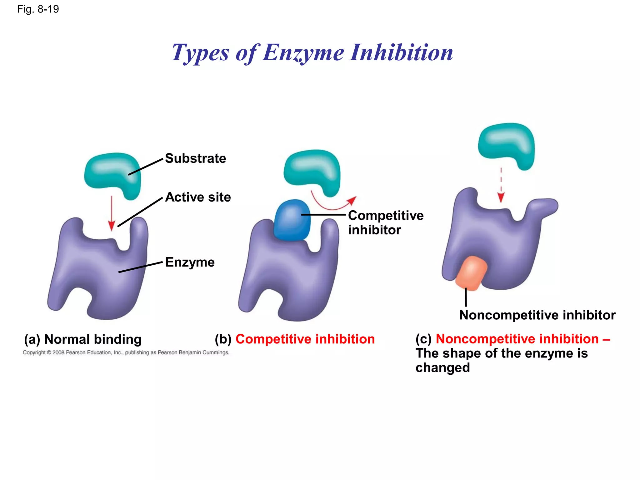 Fig. 8-19



                      Types of Enzyme Inhibition



                      Substrate

                      Active site
                                                   Competitive
                                                   inhibitor

                      Enzyme


                                                                  Noncompetitive inhibitor
 (a) Normal binding           (b) Competitive inhibition    (c) Noncompetitive inhibition –
                                                            The shape of the enzyme is
                                                            changed
 