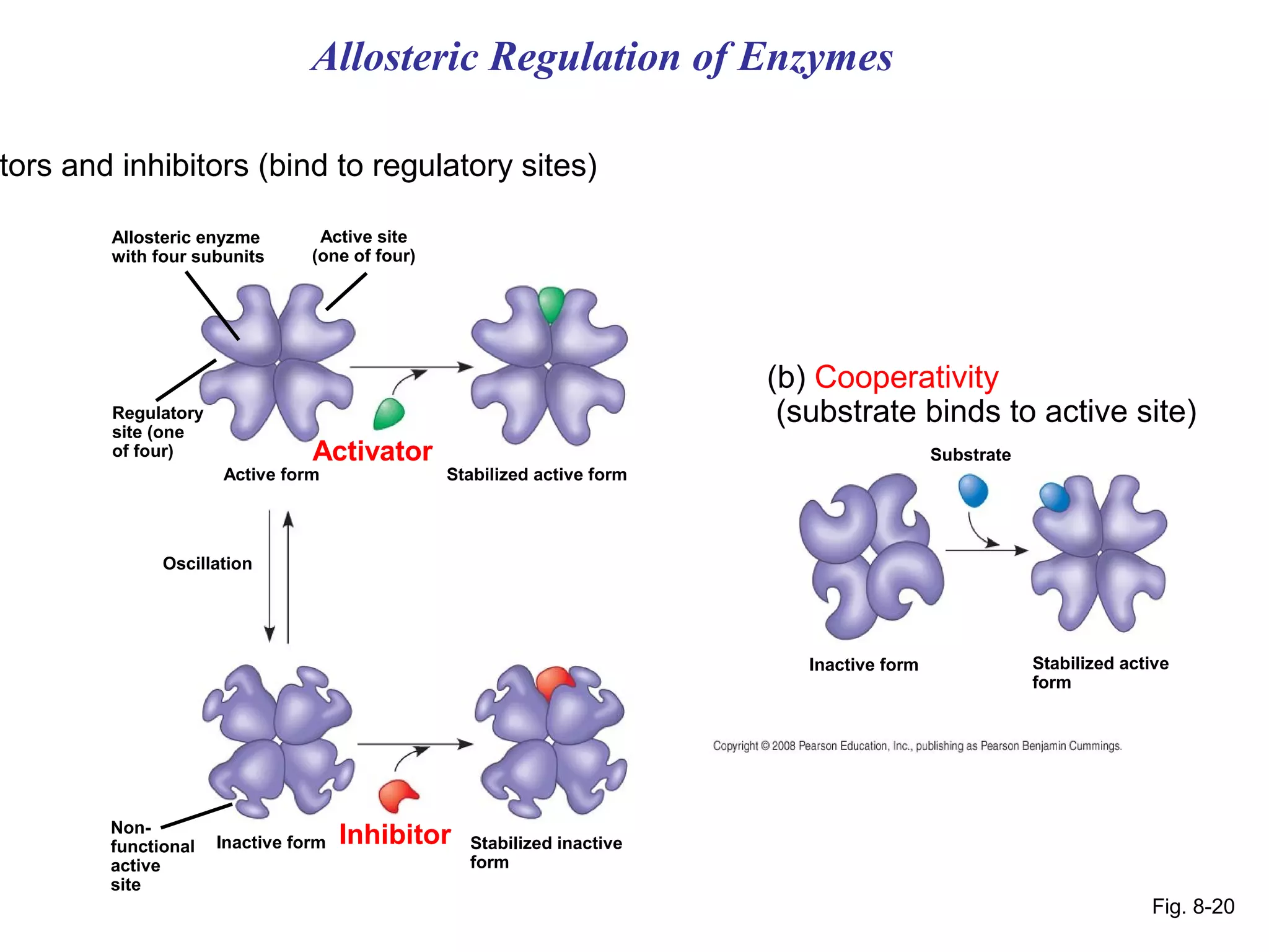 Allosteric Regulation of Enzymes

tors and inhibitors (bind to regulatory sites)

        Allosteric enyzme        Active site
        with four subunits      (one of four)




                                                                         (b) Cooperativity
        Regulatory                                                        (substrate binds to active site)
        site (one
        of four)                Activator                                                   Substrate
                     Active form                Stabilized active form




              Oscillation




                                                                            Inactive form               Stabilized active
                                                                                                        form




        Non-
        functional   Inactive form   Inhibitor    Stabilized inactive
        active                                    form
        site
                                                                                                                      Fig. 8-20
 