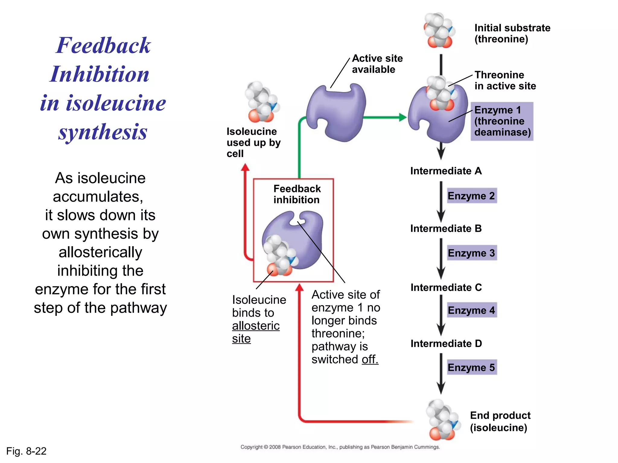 Initial substrate

         Feedback                                   Active site
                                                                              (threonine)


        Inhibition                                  available
                                                                              Threonine
                                                                              in active site

       in isoleucine                                                          Enzyme 1
                                                                              (threonine
         synthesis           Isoleucine
                             used up by
                                                                              deaminase)

                             cell
                                                                  Intermediate A
           As isoleucine
                                     Feedback
          accumulates,               inhibition                          Enzyme 2

        it slows down its
                                                                  Intermediate B
       own synthesis by
           allosterically                                                Enzyme 3
           inhibiting the
      enzyme for the first                  Active site of
                                                                  Intermediate C
                              Isoleucine
      step of the pathway     binds to      enzyme 1 no                  Enzyme 4
                              allosteric    longer binds
                              site          threonine;
                                            pathway is            Intermediate D
                                            switched off.
                                                                         Enzyme 5



                                                                             End product
                                                                             (isoleucine)

Fig. 8-22
 