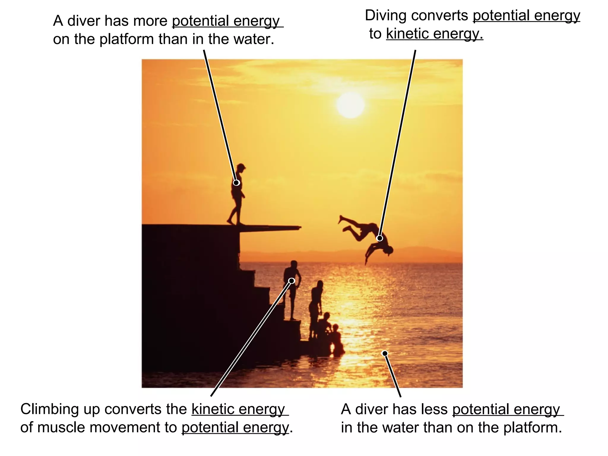 A diver has more potential energy        Diving converts potential energy
    on the platform than in the water.       to kinetic energy.




Climbing up converts the kinetic energy   A diver has less potential energy
of muscle movement to potential energy.   in the water than on the platform.
 