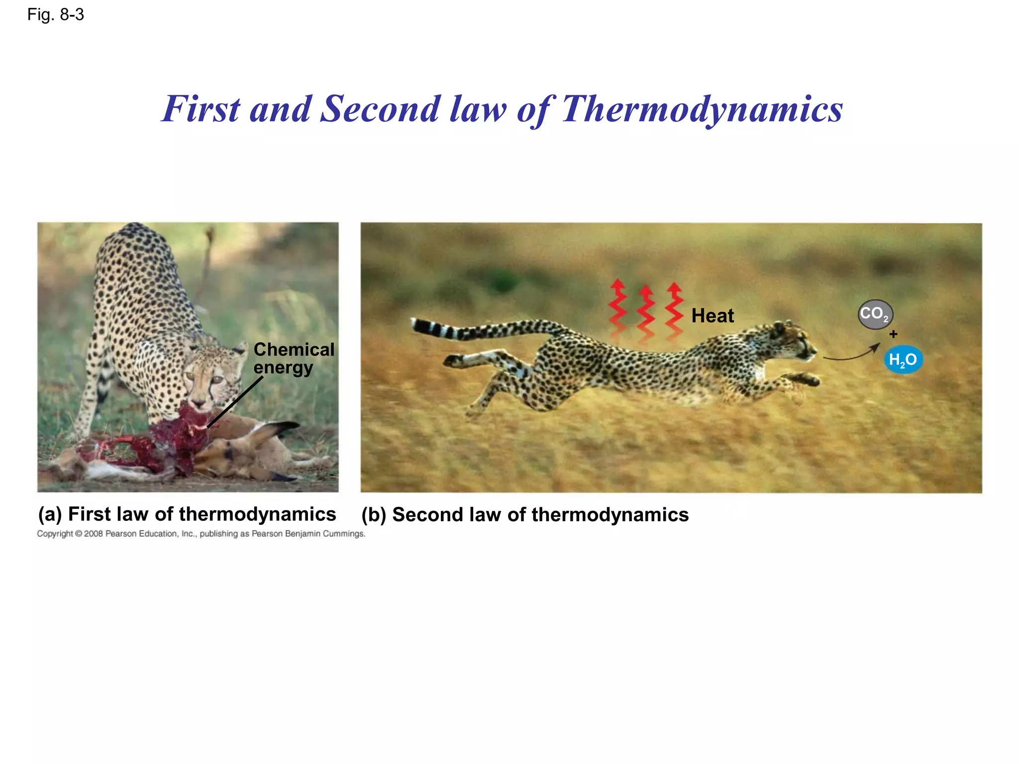 Fig. 8-3




             First and Second law of Thermodynamics




                                                                      Heat   CO2
                                                                                   +
                       Chemical                                                    H2O
                       energy




 (a) First law of thermodynamics   (b) Second law of thermodynamics
 