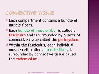  Each  compartment contains a bundle of
  muscle fibers.
 Each bundle of muscle fiber is called a
  fasciculus and is surrounded by a layer of
  connective tissue called the perimysium.
 Within the fasciculus, each individual
  muscle cell, called a muscle fiber, is
  surrounded by connective tissue called
  the endomysium.


             Dr. Fedeliz Sandil-Tuy   Biological Science   17
 