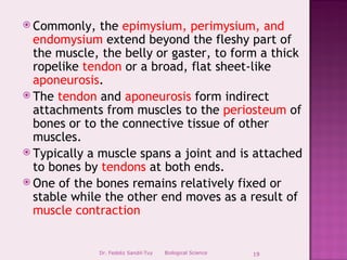  Commonly,   the epimysium, perimysium, and
  endomysium extend beyond the fleshy part of
  the muscle, the belly or gaster, to form a thick
  ropelike tendon or a broad, flat sheet-like
  aponeurosis.
 The tendon and aponeurosis form indirect
  attachments from muscles to the periosteum of
  bones or to the connective tissue of other
  muscles.
 Typically a muscle spans a joint and is attached
  to bones by tendons at both ends.
 One of the bones remains relatively fixed or
  stable while the other end moves as a result of
  muscle contraction


              Dr. Fedeliz Sandil-Tuy   Biological Science   19
 
