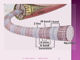 Dr. Fedeliz Sandil-Tuy   Biological Science   20
 