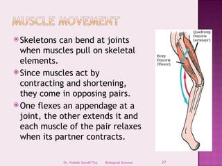  Skeletons  can bend at joints
  when muscles pull on skeletal
  elements.
 Since muscles act by
  contracting and shortening,
  they come in opposing pairs.
 One flexes an appendage at a
  joint, the other extends it and
  each muscle of the pair relaxes
  when its partner contracts.

              Dr. Fedeliz Sandil-Tuy   Biological Science   27
 