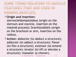  Origin  and insertion:
  sternocleidomastoideus (origin on the
  sternum and clavicle, insertion on the
  mastoid process); brachioradialis (origin
  on the brachium or arm, insertion on the
  radius).
 Action: abductor (to abduct a structure);
  adductor (to adduct a structure); flexor
  (to flex a structure); extensor (to extend
  a structure); levator (to lift or elevate a
  structure); masseter (a chewer).
             Dr. Fedeliz Sandil-Tuy   Biological Science   31
 