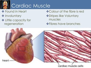 Heart Involuntary Chapter 8 Fundamentals of Anatomy and Physiology | PPTX