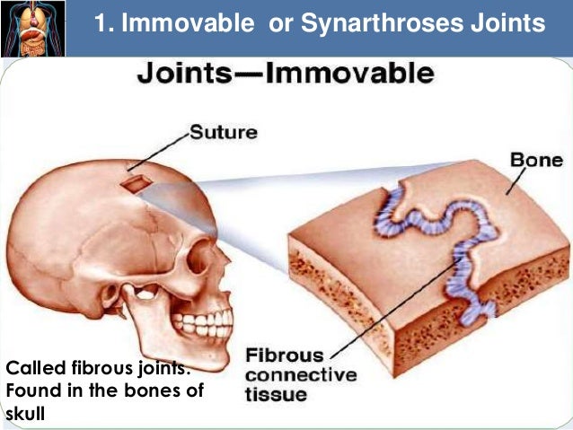 Chapter 8 Fundamentals of Anatomy and Physiology