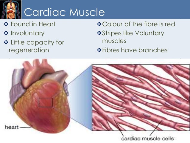 Chapter 8 Fundamentals of Anatomy and Physiology