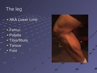 The leg AKA Lower Limb Femur Patella Tibia/fibula Tarsus Foot 