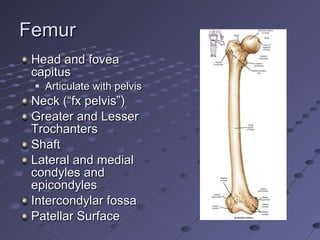 Femur Head and fovea capitus Articulate with pelvis  Neck (“fx pelvis”) Greater and Lesser Trochanters Shaft Lateral and medial condyles and epicondyles Intercondylar fossa Patellar Surface 