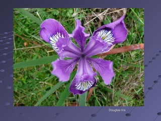 Douglas Iris 