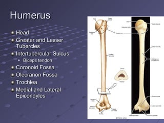 Humerus Head Greater and Lesser Tubercles Intertubercular Sulcus Biceps tendon Coronoid Fossa Olecranon Fossa Trochlea Medial and Lateral Epicondyles 