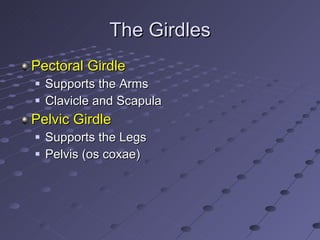 The Girdles <ul><li>Pectoral Girdle </li></ul><ul><ul><li>Supports the Arms </li></ul></ul><ul><ul><li>Clavicle and Scapul...