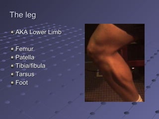 The leg <ul><li>AKA Lower Limb </li></ul><ul><li>Femur </li></ul><ul><li>Patella </li></ul><ul><li>Tibia/fibula </li></ul>...