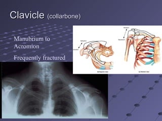 Clavicle  (collarbone) Manubrium to Acromion Frequently fractured 