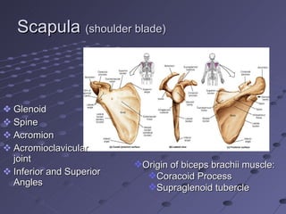 Scapula  (shoulder blade) <ul><li>Glenoid </li></ul><ul><li>Spine </li></ul><ul><li>Acromion </li></ul><ul><li>Acromioclav...