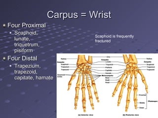 Carpus = Wrist <ul><li>Four Proximal </li></ul><ul><ul><li>Scaphoid, lunate, triquetrum, pisiform </li></ul></ul><ul><li>F...