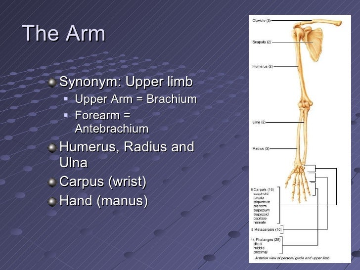 Chapter8 appendicularskeletonmarieb