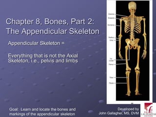 Chapter 8, Bones, Part 2:
The Appendicular Skeleton
Appendicular Skeleton =

Everything that is not the Axial
Skeleton, i.e., pelvis and limbs




Goal: Learn and locate the bones and               Developed by
markings of the appendicular skeleton   John Gallagher, MS, DVM
 
