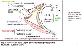 Comprehensive Anatomy of the Axilla: Boundaries, Contents, and Clinical ...