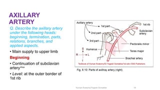 Comprehensive Anatomy of the Axilla: Boundaries, Contents, and Clinical ...