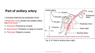 Comprehensive Anatomy of the Axilla: Boundaries, Contents, and Clinical ...