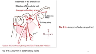 Comprehensive Anatomy of the Axilla: Boundaries, Contents, and Clinical ...