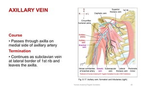 Comprehensive Anatomy of the Axilla: Boundaries, Contents, and Clinical ...