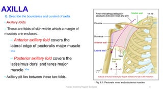 Comprehensive Anatomy of the Axilla: Boundaries, Contents, and Clinical ...