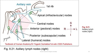 Comprehensive Anatomy of the Axilla: Boundaries, Contents, and Clinical ...