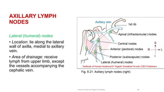 Comprehensive Anatomy of the Axilla: Boundaries, Contents, and Clinical ...