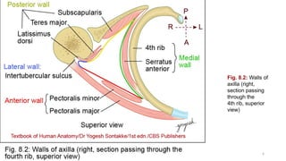 Comprehensive Anatomy of the Axilla: Boundaries, Contents, and Clinical ...