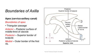Comprehensive Anatomy of the Axilla: Boundaries, Contents, and Clinical ...