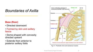Comprehensive Anatomy of the Axilla: Boundaries, Contents, and Clinical ...