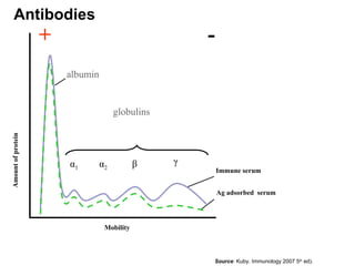 Immune serum
Ag adsorbed serum
α1 α2 β γ
+ -
albumin
globulins
Mobility
Amount
of
protein
Antibodies
Source: Kuby. Immunology 2007 5th
ed).
 
