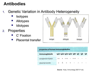 1. Genetic Variation in Antibody Heterogeneity
 Isotypes
 Allotypes
 Idiotypes
2. Properties
 C’ Fixation
 Placental transfer
Antibodies
Source: Kuby. Immunology 2007 5th
ed).
 