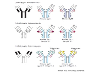 Source: Kuby. Immunology 2007 5th
ed).
 