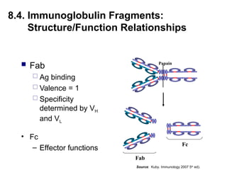 8.4. Immunoglobulin Fragments:
Structure/Function Relationships
 Fab
 Ag binding
 Valence = 1
 Specificity
determined by VH
and VL
Papain
Fc
Fab
• Fc
– Effector functions
Source: Kuby. Immunology 2007 5th
ed).
 
