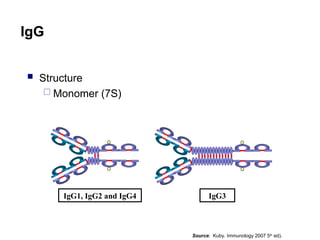  Structure
 Monomer (7S)
IgG1, IgG2 and IgG4 IgG3
IgG
Source: Kuby. Immunology 2007 5th
ed).
 