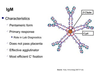  Characteristics
 Pentameric form
 Primary response
 Role in Lab Diagnostics
 Does not pass placenta
 Effective agglutinator
 Most efficient C’ fixation
IgM
Cµ4
J Chain
Source: Kuby. Immunology 2007 5th
ed).
 