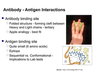 Antibody - Antigen Interactions
 Antibody binding site
 Folded structure - forming cleft between
Heavy and Light chains - tertiary
 Apple analogy - best fit
 Antigen binding site
 Quite small (6 amino acids)
 Epitope
 Sequential vs. Conformational -
Implications to Lab tests
Source: Kuby. Immunology 2007 5th
ed).
 