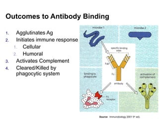 Outcomes to Antibody Binding
1. Agglutinates Ag
2. Initiates immune response
1. Cellular
2. Humoral
3. Activates Complement
4. Cleared/Killed by
phagocytic system
Source: Immunobiology 2001 5th
ed).
 