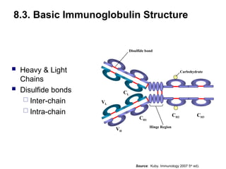  Heavy & Light
Chains
 Disulfide bonds
 Inter-chain
 Intra-chain
8.3. Basic Immunoglobulin Structure
CH1
VL
CL
VH
CH2 CH3
Hinge Region
Carbohydrate
Disulfide bond
Source: Kuby. Immunology 2007 5th
ed).
 