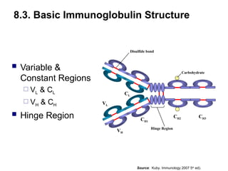  Variable &
Constant Regions
 VL & CL
 VH & CH
 Hinge Region CH1
VL
CL
VH
CH2 CH3
Hinge Region
Carbohydrate
Disulfide bond
8.3. Basic Immunoglobulin Structure
Source: Kuby. Immunology 2007 5th
ed).
 